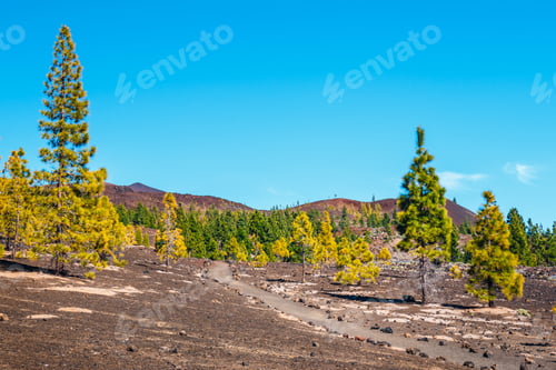 Preview: Pine Forest On Lava Rocks At The Teide National Park In Tenerife, Spain