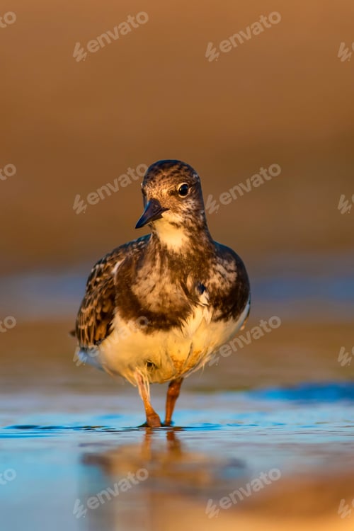 Preview: Water Bird Turnstone. Nature Background. Bird: Ruddy Turnstone. Arenaria Interpres