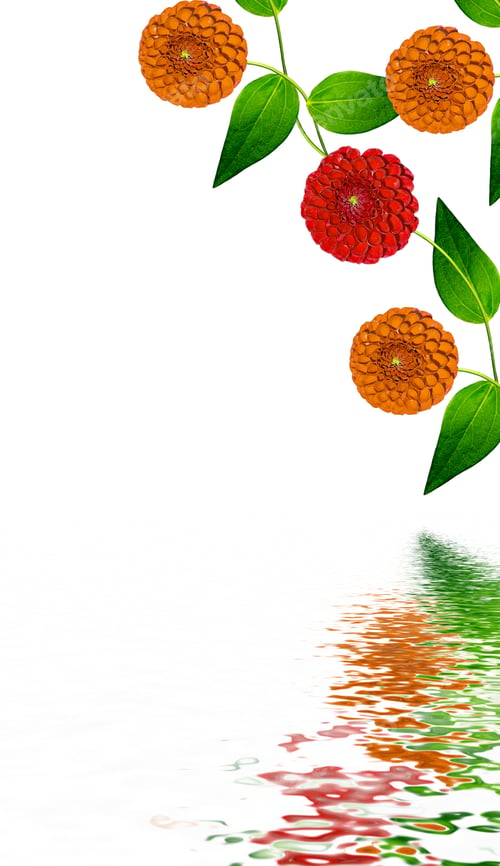 Preview: Dahlia Flower Isolated On White Background