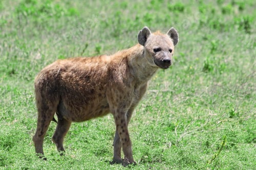 Preview: Spotted Hyena On The Plains Of The Serengeti National Park, Tanzania, Africa