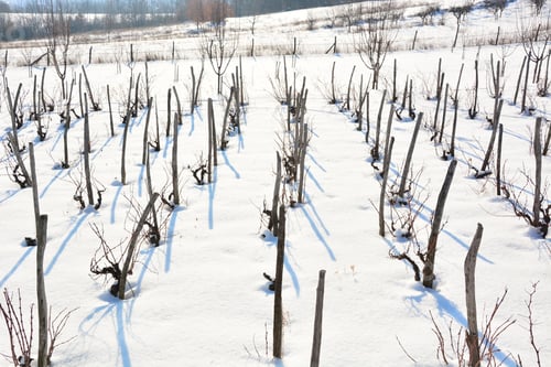 Preview: Winter Vineyard,Winter Landscape