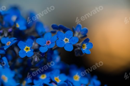 Preview: Amazing Forget-Me-Not Flower