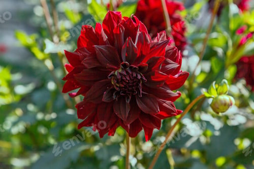 Preview: Beautiful Dahlias In The Autumn Garden. Flowers Dahlias In The Park Or Garden In Autumn.