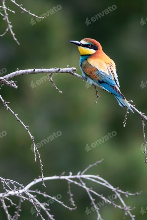 Preview: Colorful Bird. Green Nature Background. Bird: European Bee Eater. Merops Apiaster.