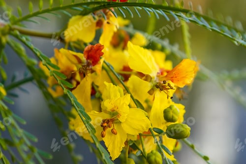 Preview: Cercidium: Mexican Palo Verde Tree(Parkinsonia Aculeata)This Native Of The Deserts Of Arizona Is A