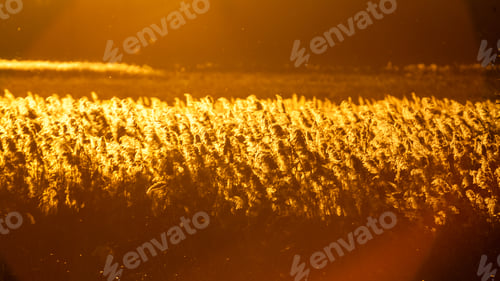 Preview: Autumn Landscape With Reeds In Contrejour Light At Sunset
