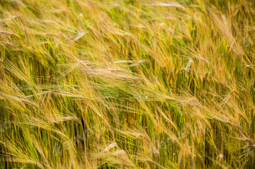 Preview: Yellow Wheat Field Close Up Macro Photograph With Abstract Texture