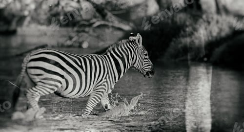 Preview: Vintage Style Black And White Image Of A Zebra In The Lake Nakuru National Park In Kenya, Africa