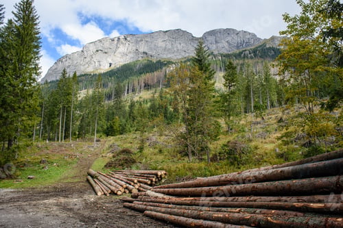 Preview: A Big Pile Of Wood In A Forest Road With Cut Down Tree Trunks
