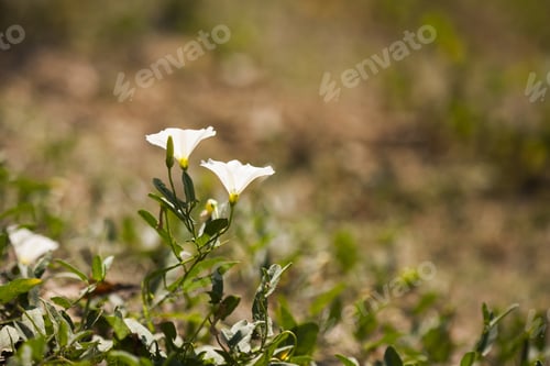 Preview: Convulvulus Arvensis (Bindweed) Plant With Flowers On Natural Background