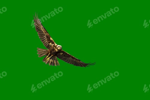 Preview: Free Bird. Isolated On Green Background Western Marsh Harrier / Circus Aeruginosus