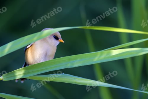 Preview: Little Cute Bird. Natural Habitat. Green Background. Bird: Bearded Reedling. Panurus Biarmicus.