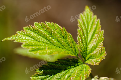 Preview: Fresh Young Tree Leaves In Spring. Macro Shoot With Blur Background