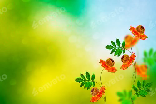 Preview: Colorful Chrysanthemum Flowers. Natural Floral Background.