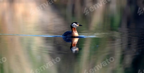Preview: Swimming Bird. Nature Background. Bird: Red Necked Grebe. Podiceps Grisegena.