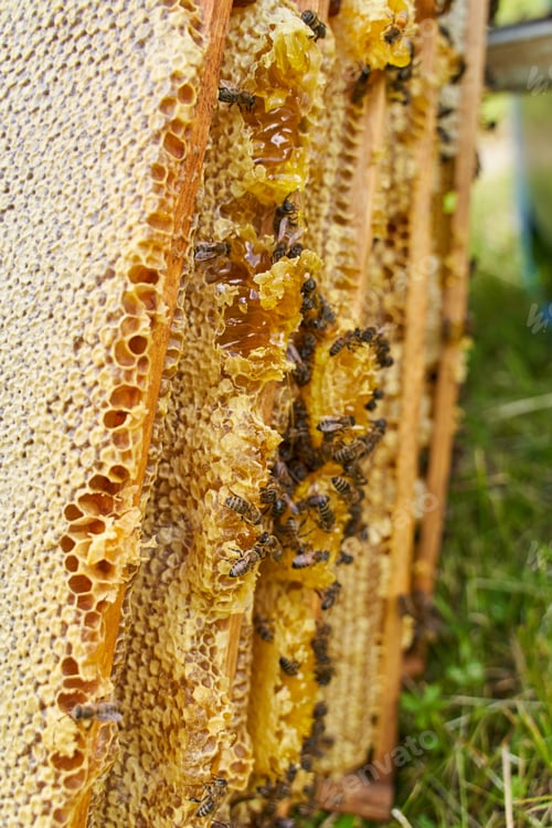 Preview: Combs Full Of Honey Getting Extracted From The Bee Hive