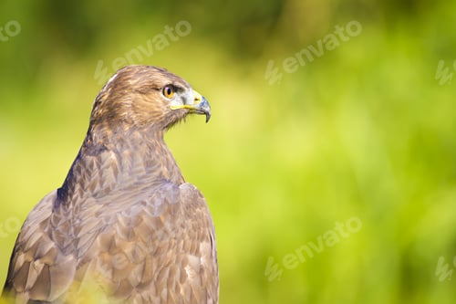 Preview: Bird Of Prey. Buzzard Portrait. Green Nature Background.
