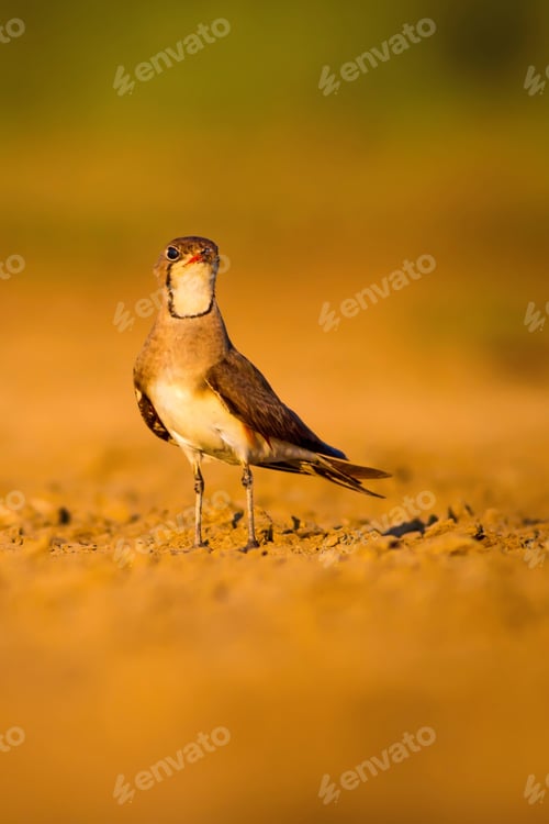 Preview: Bird And Yellow Dry Nature Background. Collared Pratincole / Glareola Pratincola