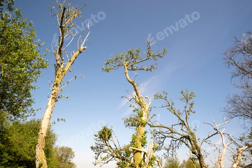 Preview: Old Dying Trees Image