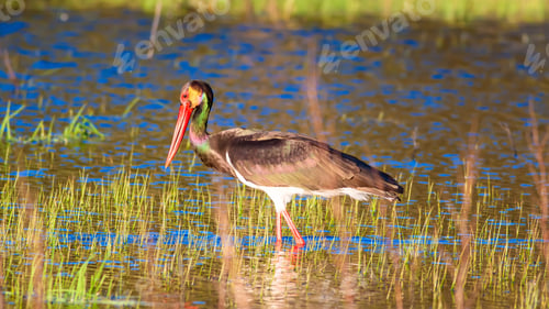 Preview: Colorful Nature And Stork. Green, Blue Nature Background.