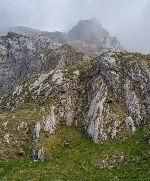 Preview: Alpine Ibex In The Morning In Julian Alps