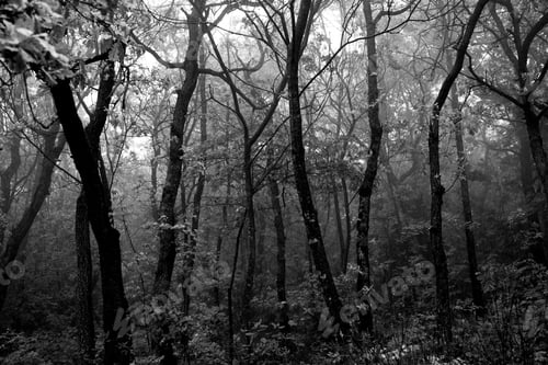 Preview: View Of Trees In The Middle Of A Wood, With Mist And Fog, Dark And Mysterious Mood