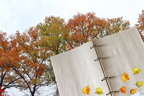 Preview: Bright Autumn Foliage On A White Sheet Of Paper