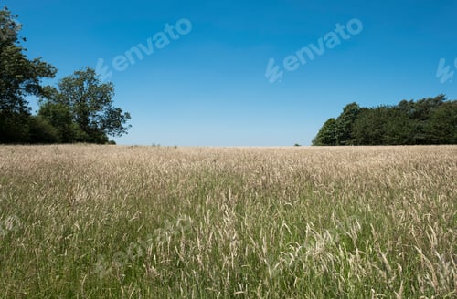 Preview: Meadow Of Long Grass Image