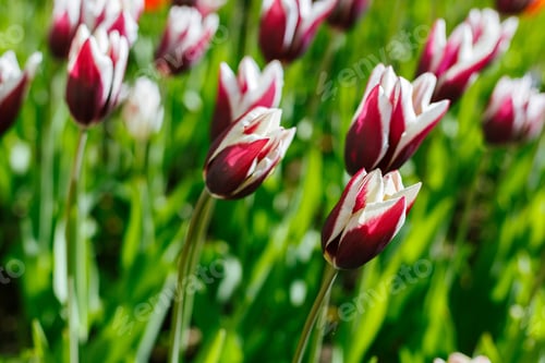 Preview: Beautiful Flowers White And Red Tulips In A Garden Or Park. The Buds Are Bulbous Plants. The