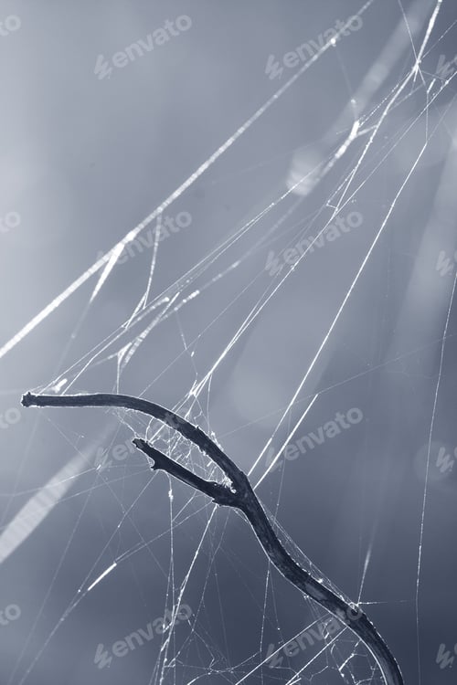 Preview: Spiderweb And Branch