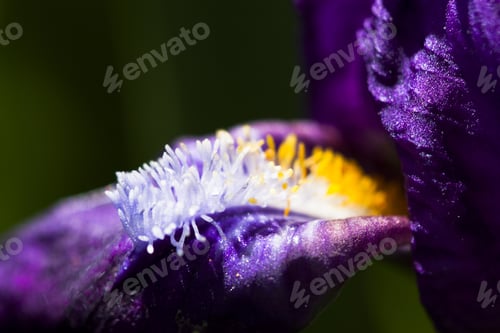 Preview: Details From A Beautiful, Dark Blue, Iris Flower With Natural Background