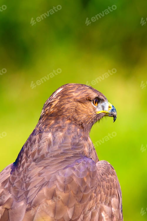 Preview: Bird Of Prey. Portrait Of Buzzard. Green Nature Background.