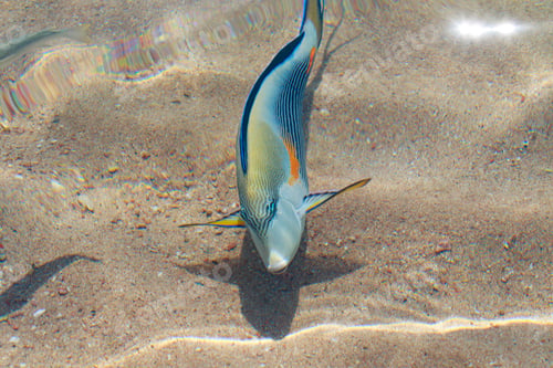 Preview: Reef Fish Top View, Defocused By Water