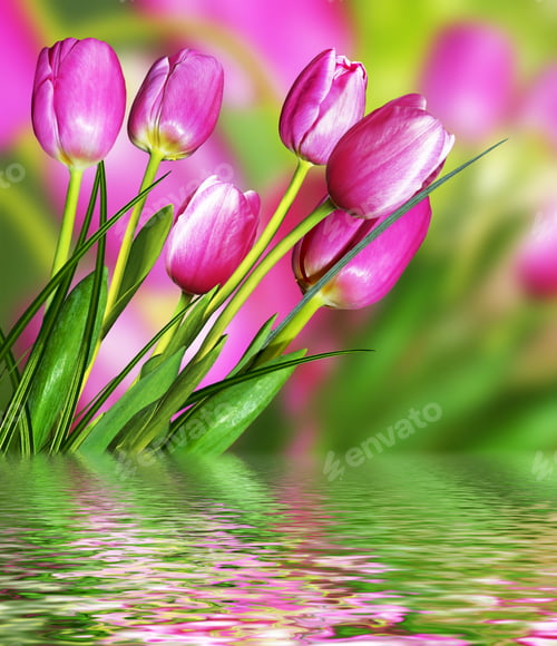 Preview: Pink Flowers Tulips