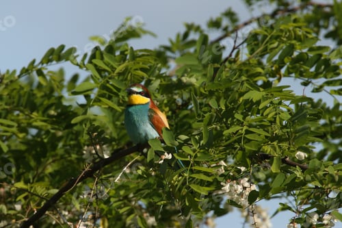 Preview: European Bee-Eater (Merops Apiaster) Germany (East)