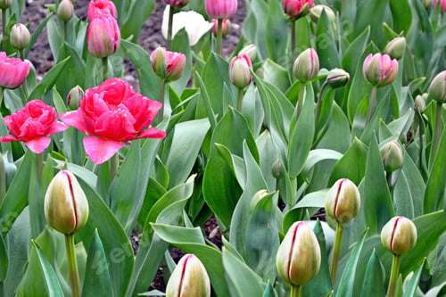 Preview: Flowers Tulips In The Spring Park. Spring Landscape.
