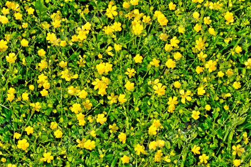 Preview: Yellow Flower. Summer Landscape. Wildflowers Buttercups.