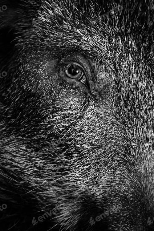 Preview: Portrait Of Wild Boar. Nature Background. Animal. Boar. Sus Scrofa.