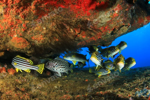 Preview: Oriental Sweetlips Fish