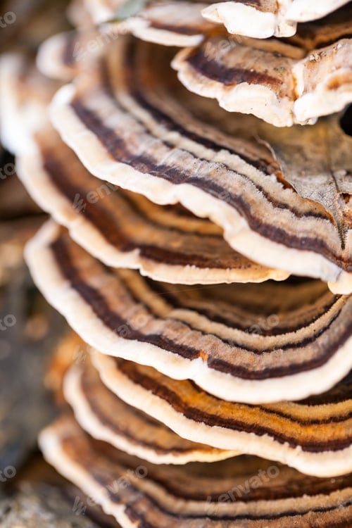 Preview: Colorful Tree Mushrooms On An Old Trunk With Natural Background - Beautiful Details