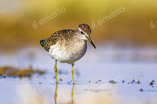 Preview: Water And Bird. Sandpiper. Colorful Nature Background. Bird: Wood Sandpiper. Tringa Glareola.