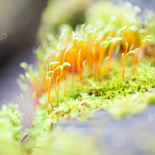 Preview: Abstract, Colorful Composition With Blurred Moss Flowers In Spring
