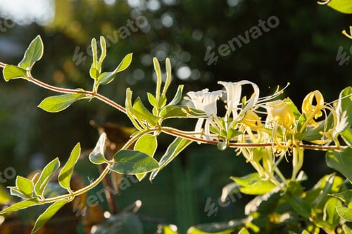 Preview: White Lonicera Japonica (Caprifolium Perfoliate) Honeysuckle Flowers. Golden-And-Silver Or Japanese