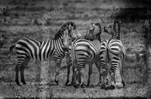 Preview: Vintage Style Black And White Image Of Zebras In The Serengeti National Park, Tanzania