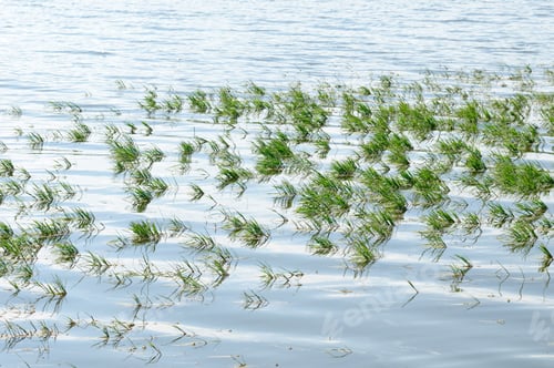 Preview: Aquatic Plants On The Lake Surface