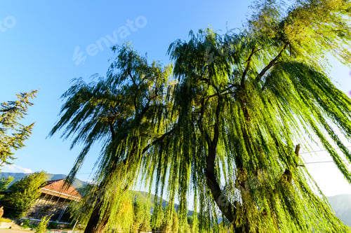 Preview: Willow Trees From Above, Armenia