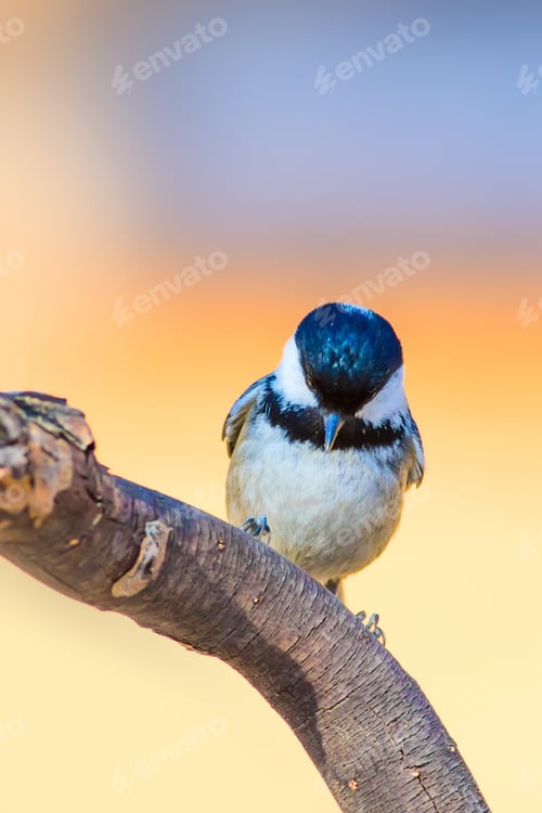 Preview: Cute Little Bird. Clean Yellow Blue Nature Background.