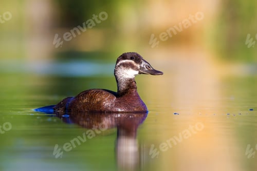 Preview: Swimming Duck. Colorful Nature Background. Bird: White Headed Duck Oxyura Leucocephala.