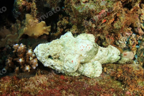 Preview: Devil Scorpionfish