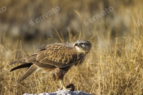 Preview: Bird Of Prey And Its Hunt. Yellow Nature Background. Bird: Long Legged Buzzard. Buteo Rufinus